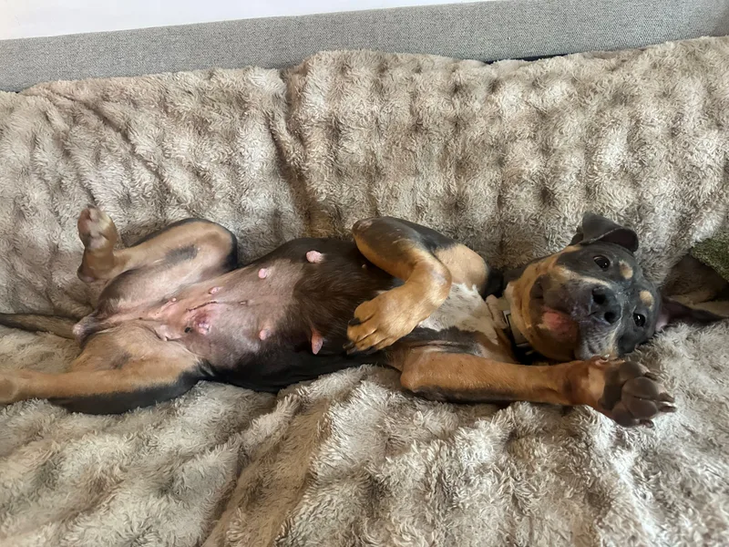 An adult large-sized female Tricolor (Brown, Black, & White) Pit Bull Terrier dog named Pb & J for adoption in Jersey city, NJ