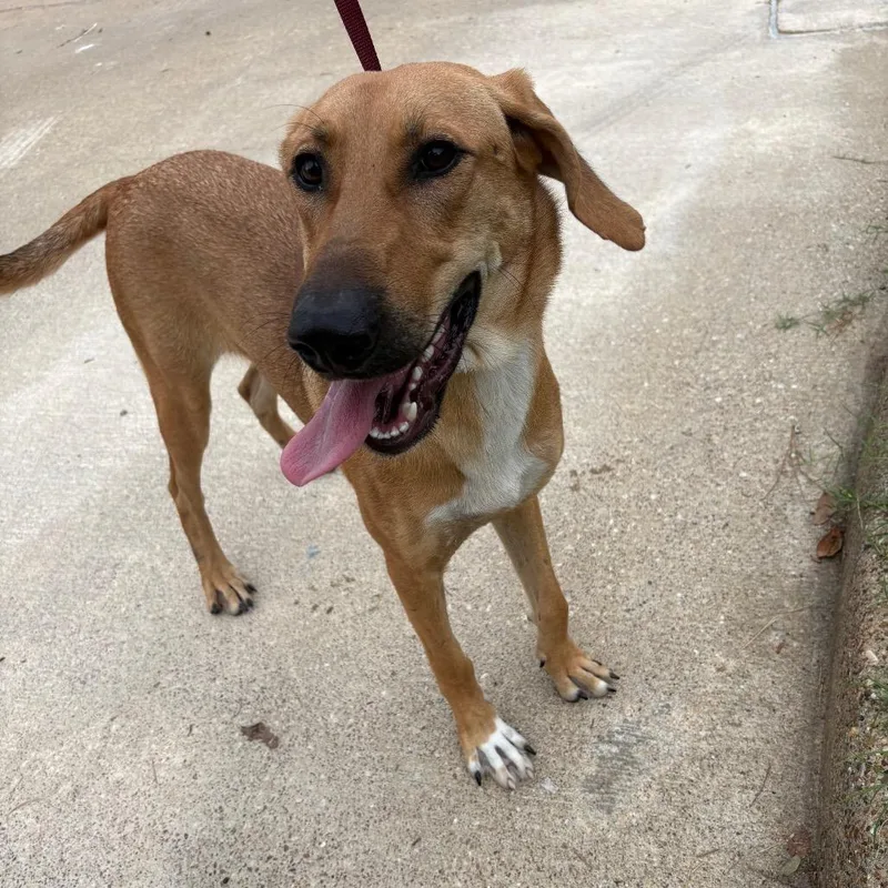 A young large-sized female Black Mouth Cur dog named Mollie for adoption in Lufkin, TX