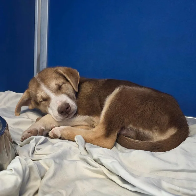 A baby small-sized male Brown / Chocolate Mixed Breed dog named Oakley for adoption in Las Cruces, NM