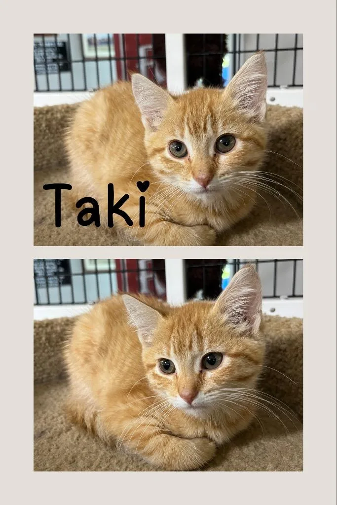 Taki