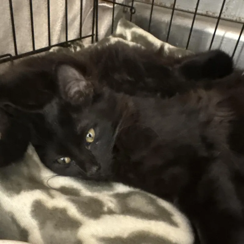 A baby small-sized male Domestic Medium Hair cat named Moriarty for adoption in Evansville, IN