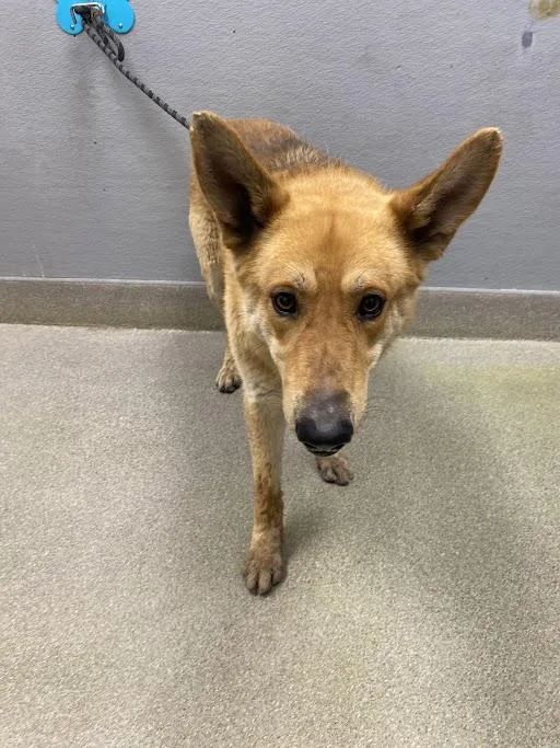 An adult large-sized male German Shepherd Dog dog named Chewy for adoption in Las Vegas, NV
