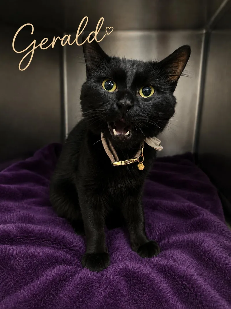 An adult medium-sized male Black Domestic Short Hair cat named Gerald for adoption in Joliet, IL