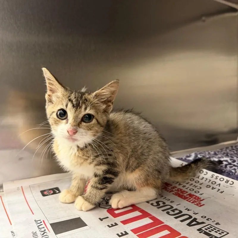 A baby small-sized female Brown / Chocolate Domestic Short Hair cat named Ula for adoption in Auburn, AL