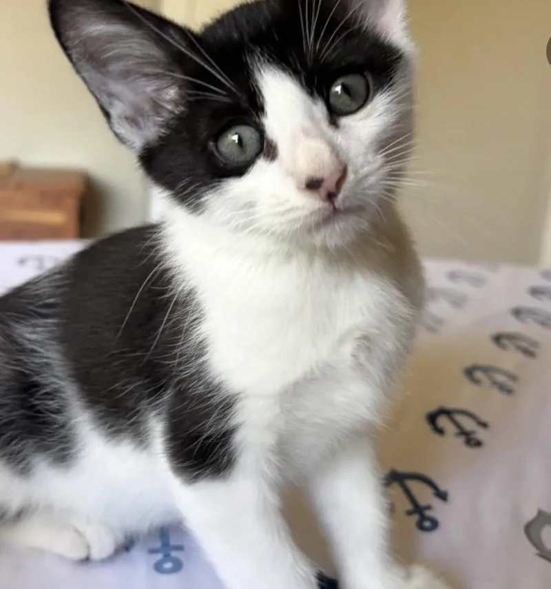 Cal
