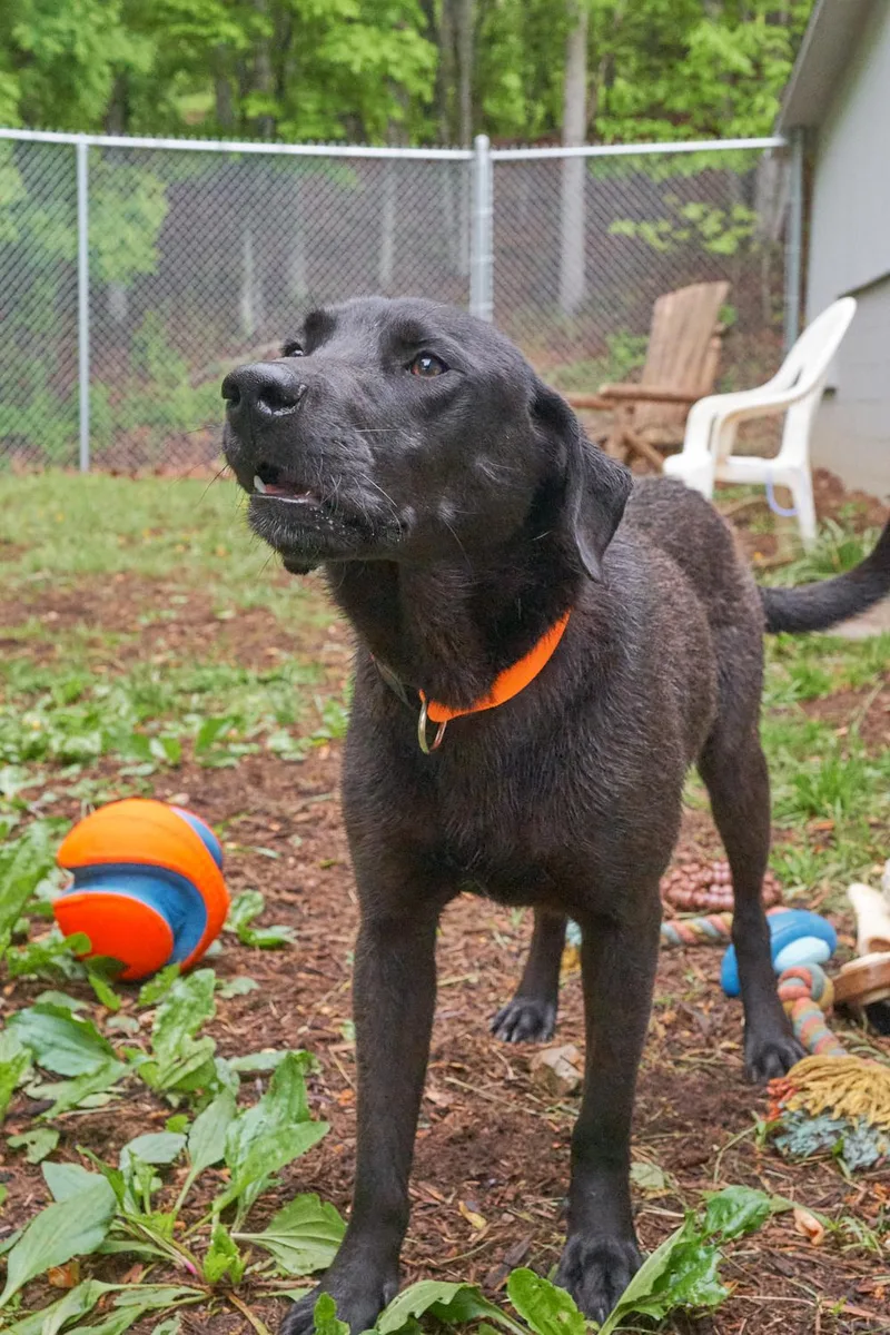A young medium-sized male Black Labrador Retriever dog named Wesson for adoption in Floyd, VA