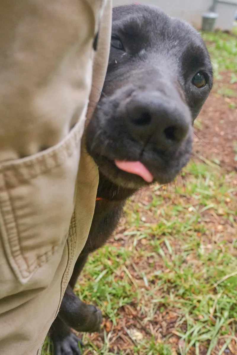 Wesson thumbnail 2