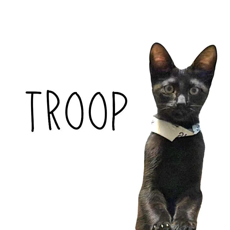 A baby medium-sized male Black & White / Tuxedo Domestic Short Hair cat named Troop for adoption in Pineville, LA