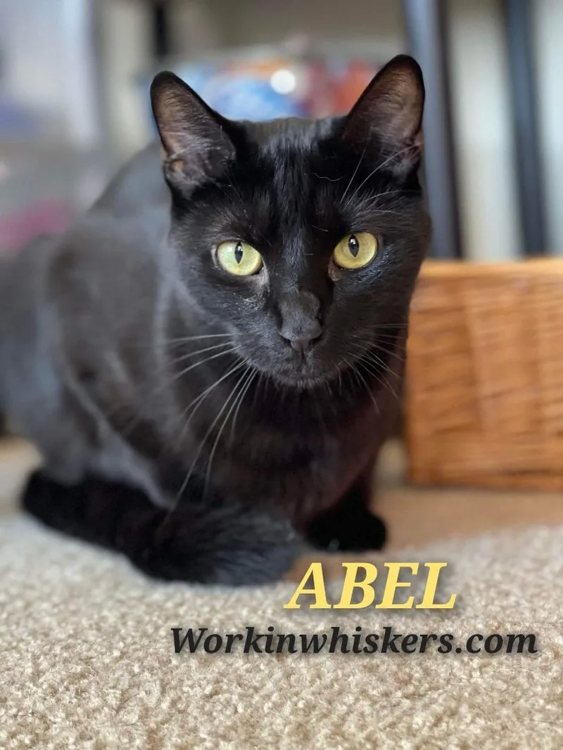 An adult medium-sized male Black Bombay cat named Abel for adoption in HEMET, CA