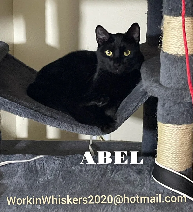 Abel thumbnail 6