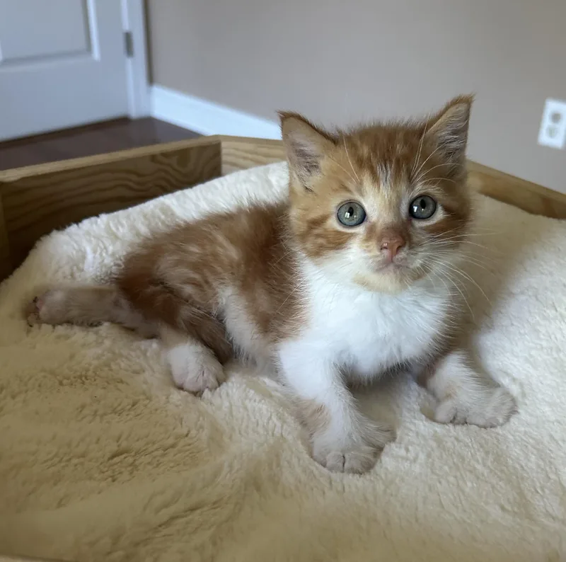 A baby medium-sized male Domestic Short Hair cat named Pumpkin Peter for adoption in Victor, NY