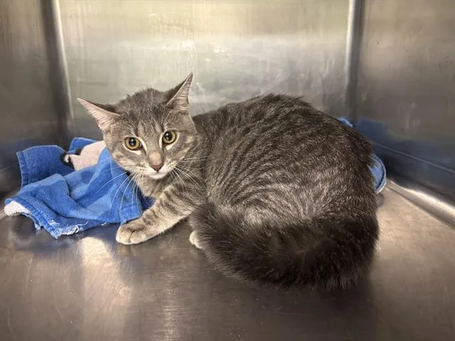 A young large-sized female Domestic Short Hair cat named Bottle Brush for adoption in Grand Prairie, TX