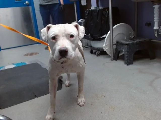 An adult medium-sized female Pit Bull Terrier dog named Ingrid for adoption in Albuquerque, NM