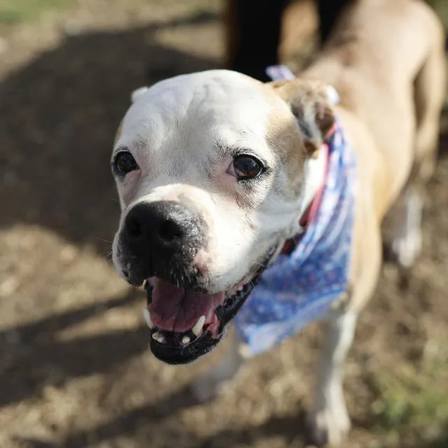 An adult medium-sized female Boxer dog named Holly for adoption in San Antonio, TX