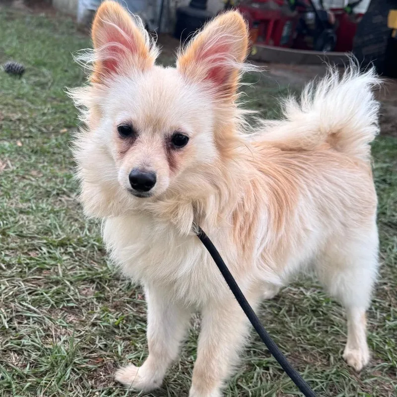 A baby small-sized male White / Cream Pomeranian dog named Sonny Haven for adoption in Houston, TX