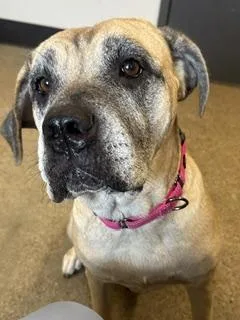 An adult large-sized female Mastiff dog named Neomi for adoption in Cleveland, OH