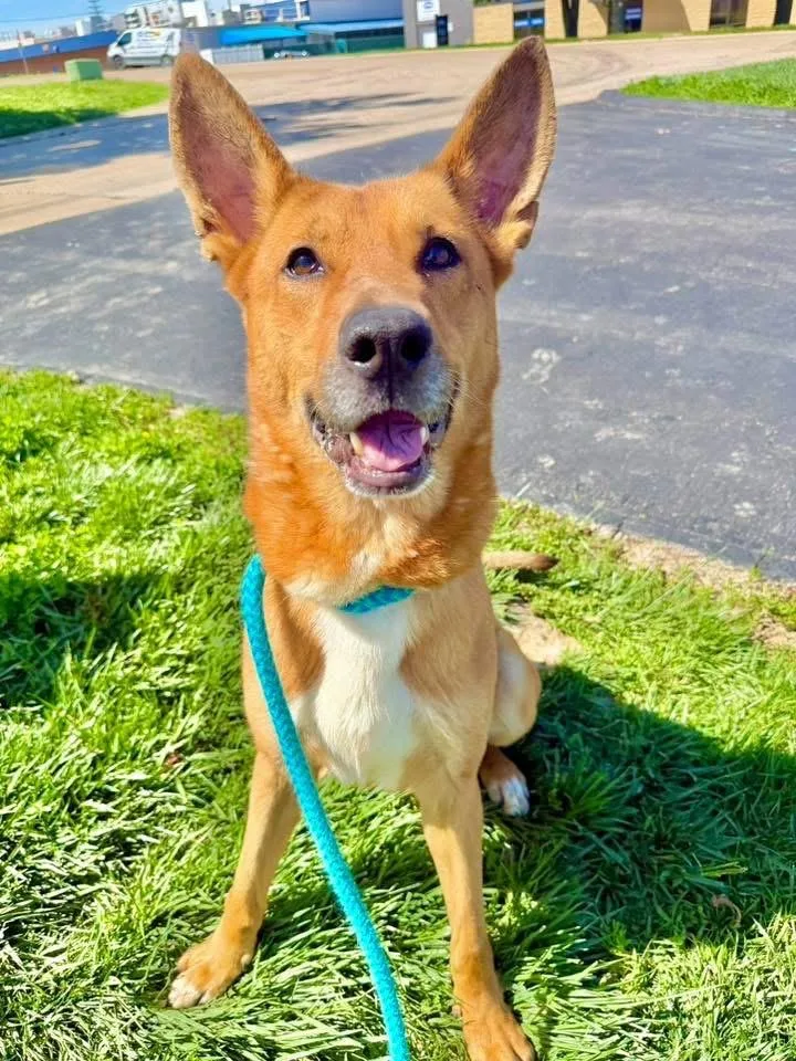 Dingo
