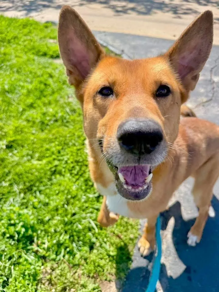 Dingo thumbnail 2