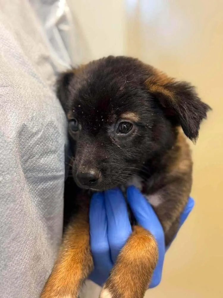 A baby medium-sized female Shepherd dog named Kyli for adoption in New York, NY