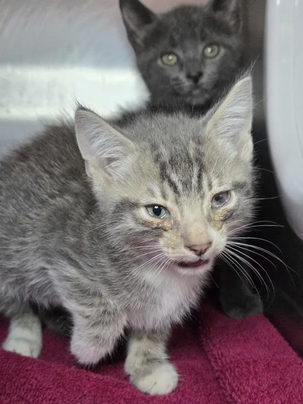 A baby small-sized male Domestic Short Hair cat named Sniffles for adoption in Millersville, MD