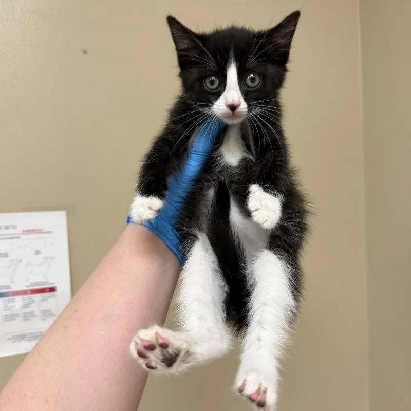 A baby small-sized female Black Domestic Short Hair cat named Junebug for adoption in Birmingham, AL