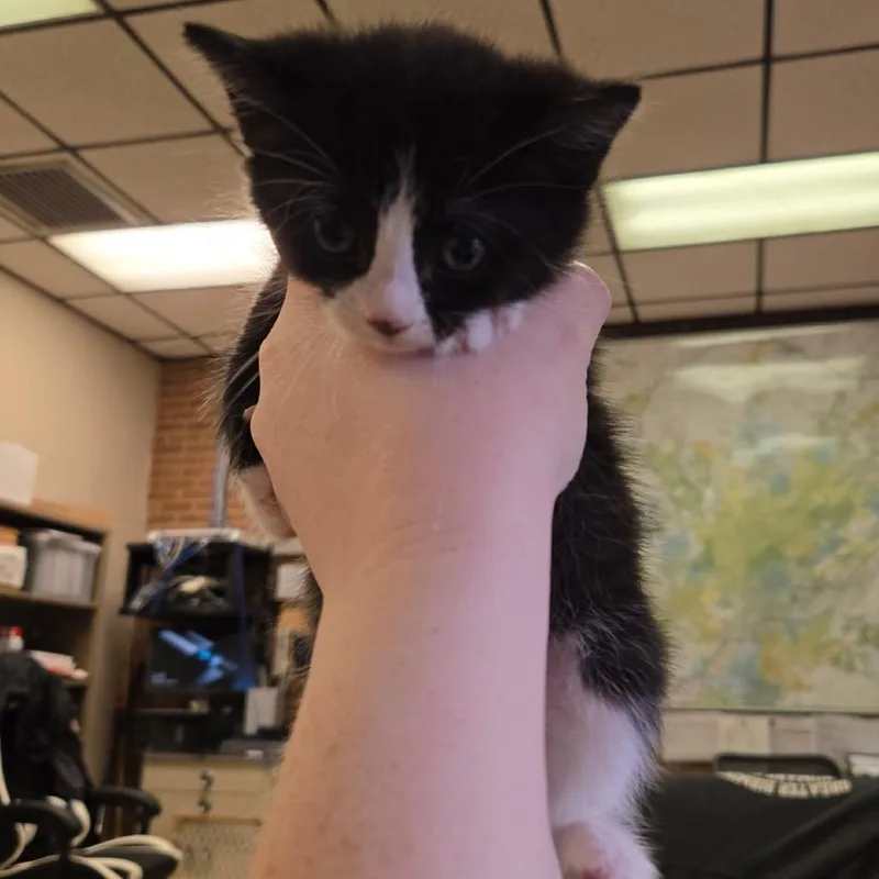 Junebug thumbnail 2