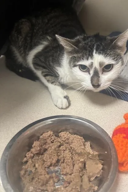 An adult medium-sized female Domestic Short Hair cat named Tappy for adoption in East Brookfield, MA