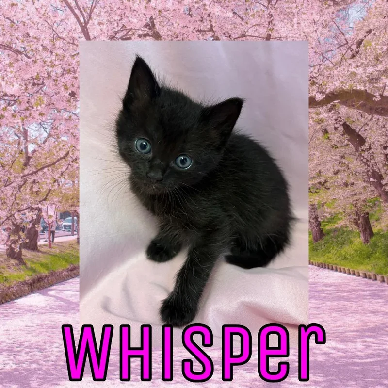 A baby small-sized female Black Domestic Medium Hair cat named Whisper for adoption in Royse City, TX
