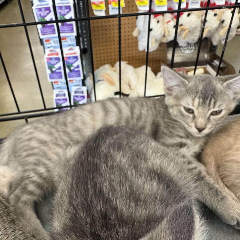 A baby medium-sized female Domestic Short Hair cat named Ashley for adoption in Easley, SC