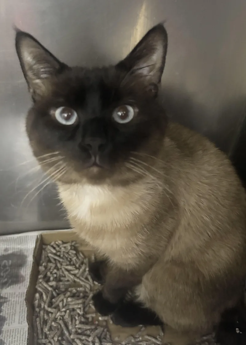 A young medium-sized male Seal Point Domestic Short Hair cat named Duncan and Dexter for adoption in North Haven, CT