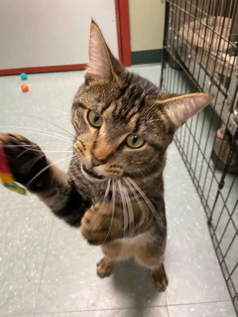 Oscar