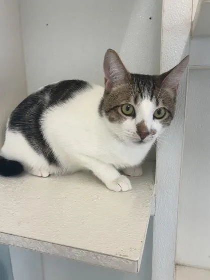 An adult medium-sized male Domestic Short Hair cat named Ollie for adoption in Honolulu, HI