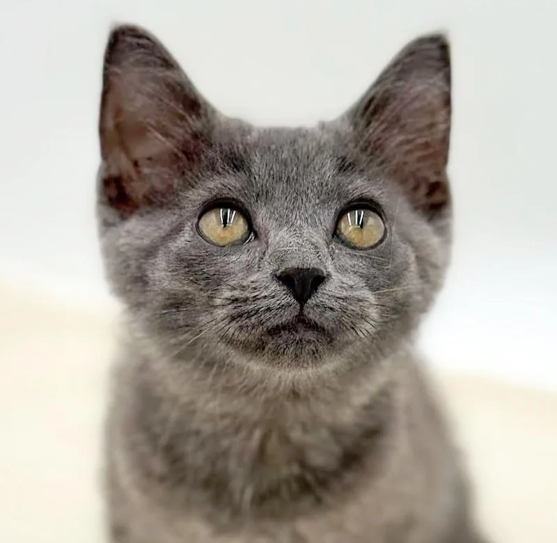 A baby small-sized female Gray / Blue / Silver Russian Blue cat named Lyla is silvery purrfection for adoption in Bedford Hills, NY