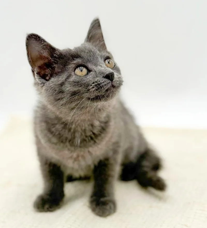 Lyla is silvery purrfection thumbnail 3