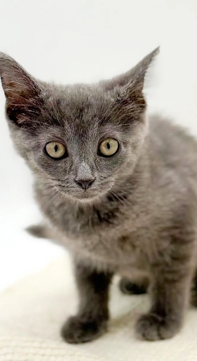 Lyla is silvery purrfection thumbnail 4