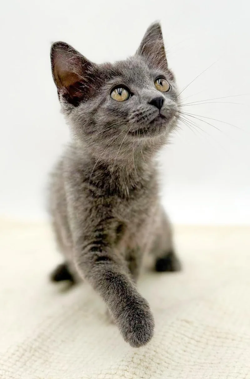 Lyla is silvery purrfection thumbnail 5