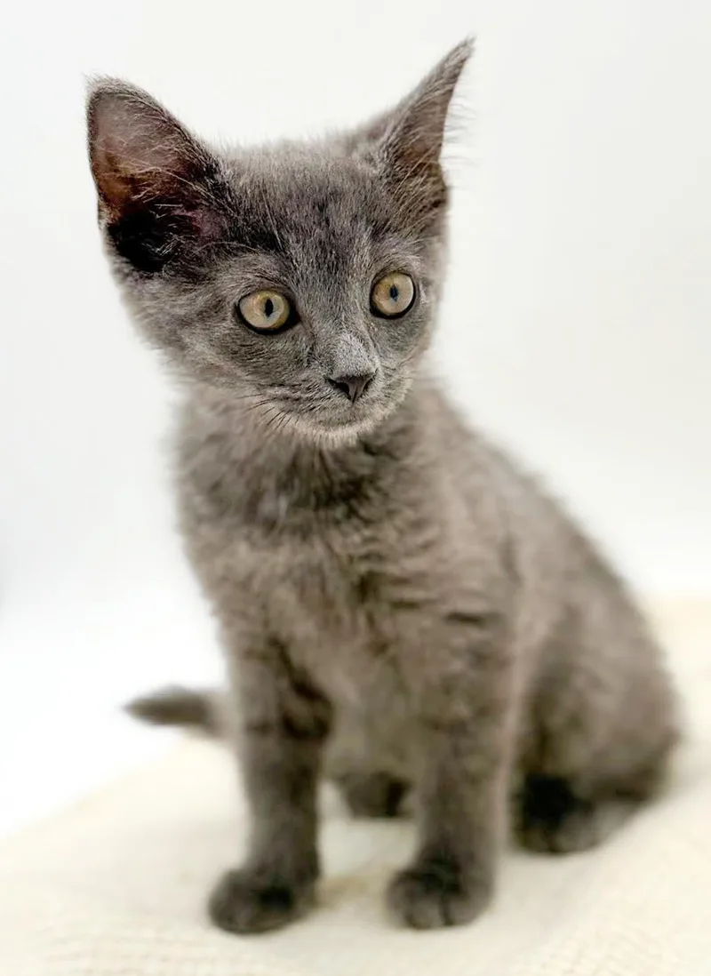 Lyla is silvery purrfection thumbnail 6