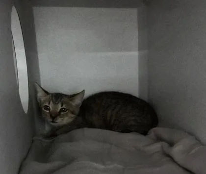 A baby small-sized male Domestic Short Hair cat named Tipperary for adoption in Sacramento, CA