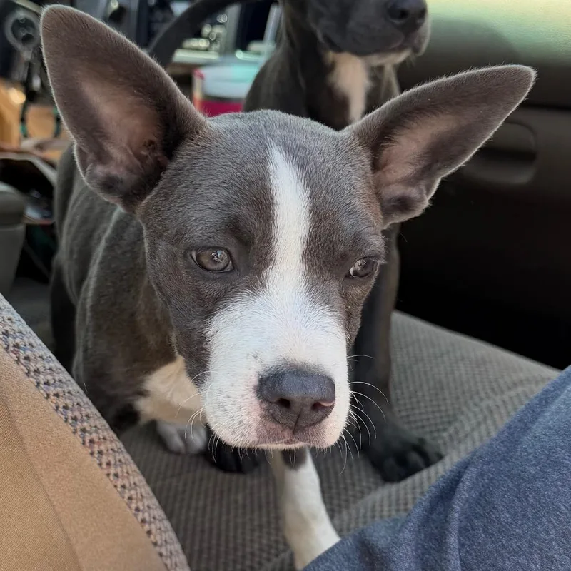 A baby small-sized female Gray / Blue / Silver Labrador Retriever dog named Cake for adoption in Marshall, TX