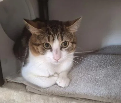 An adult large-sized male Domestic Short Hair cat named Seahorse for adoption in Gwinn, MI