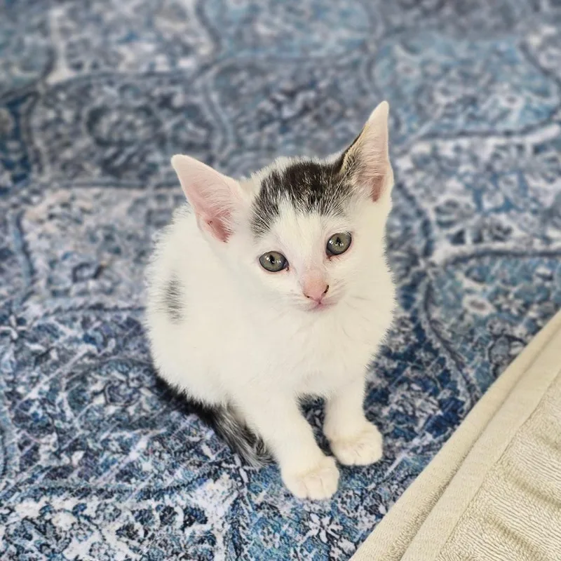 A baby small-sized female White Domestic Short Hair cat named Birdie for adoption in East Hanover, NJ
