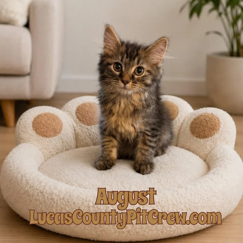 A baby medium-sized male Tabby (Brown / Chocolate) Domestic Long Hair cat named August for adoption in Toledo, OH