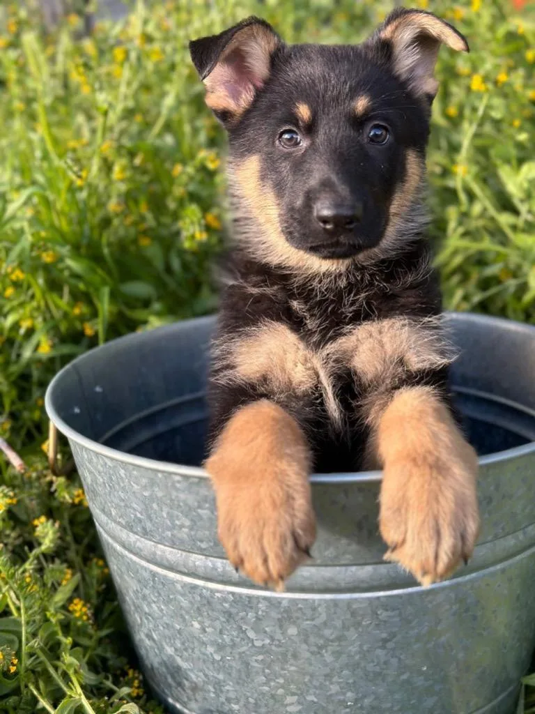 Spud Aka Thrasher thumbnail 2