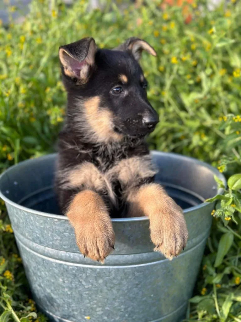 Spud Aka Thrasher thumbnail 3