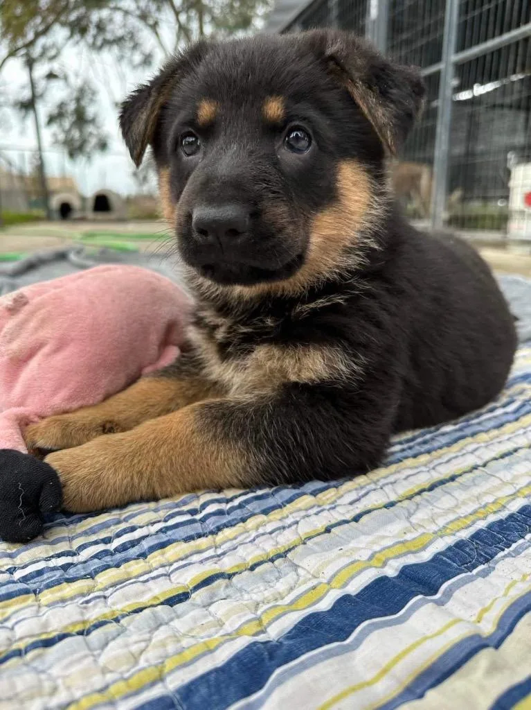 Spud Aka Thrasher thumbnail 4