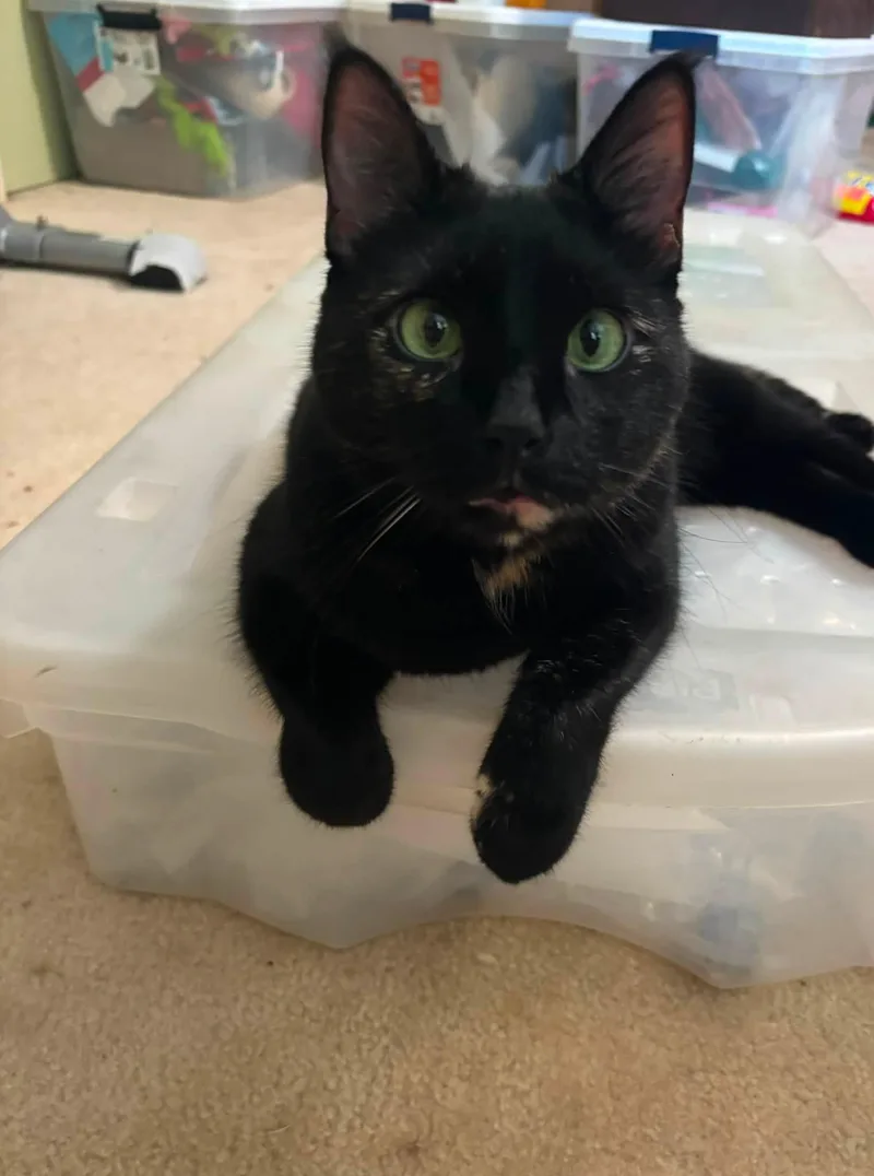 A senior large-sized female Tortoiseshell Domestic Short Hair cat named Hayley for adoption in Dover, DE