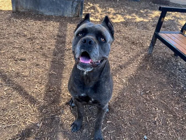 An adult large-sized female Cane Corso dog named Athena for adoption in Tustin, CA