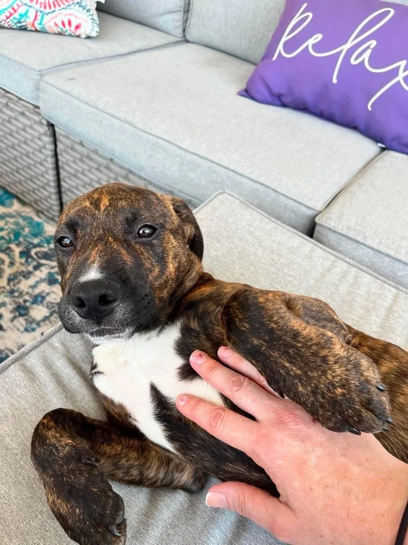 A baby large-sized male Mixed Breed dog named Copper for adoption in Griswold, CT