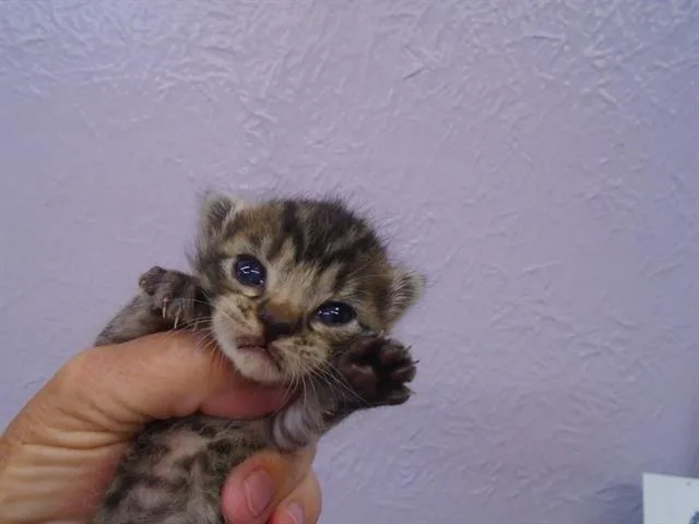 A baby small-sized male Domestic Short Hair cat named Elmer Fudd for adoption in Fairfield, CA