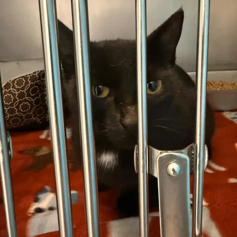 An adult medium-sized female Black Domestic Short Hair cat named Cynthia for adoption in Troy, VA